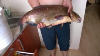 Carp bream, 3.4 kg — Ilgis