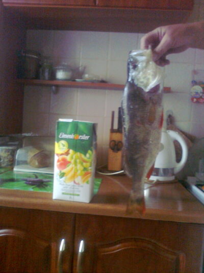Eurasian perch, 1.5 kg