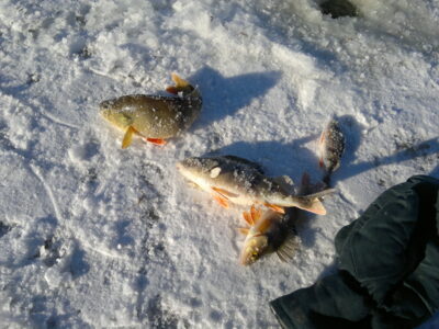 Eurasian perch — Riešės
