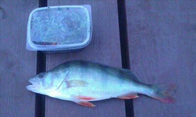 Eurasian perch