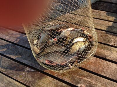 Carp bream ×16