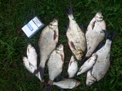 Carp bream ×5