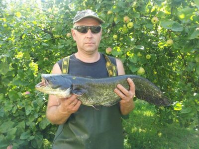 Wels catfish, 3.5 kg — Neman River