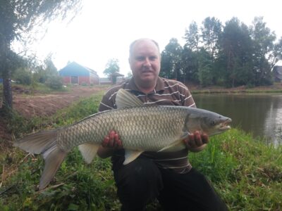 Grass carp, 12.0 kg