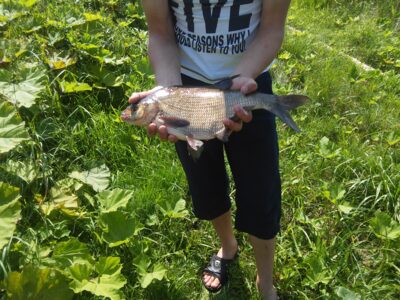Carp bream, 2.0 kg