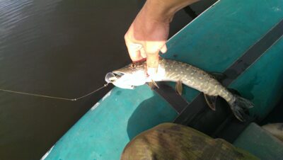 Northern Pike