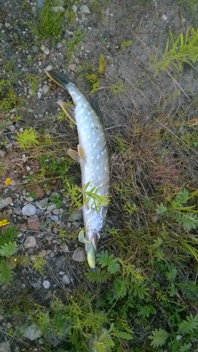 Northern Pike — Bernatonių I-asis