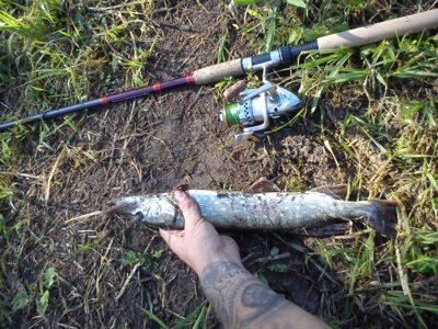 Northern Pike, 0.6 kg — Neris River