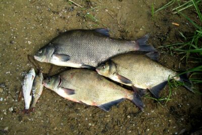 Carp bream ×3 — Neman River