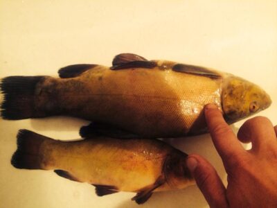 Tench ×2
