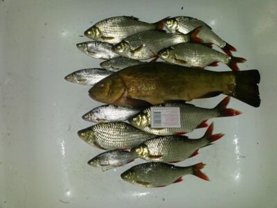 Tench, 0.5 kg