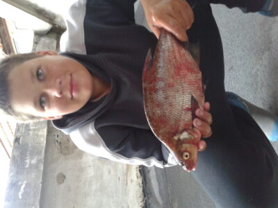 Carp bream ×3