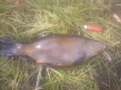 Tench, 1.6 kg — Beržinis