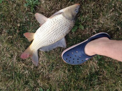Carp, 2.0 kg
