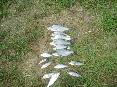 Carp bream ×6 — Bubių