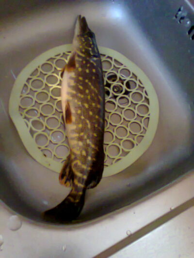 Northern Pike — Germantas