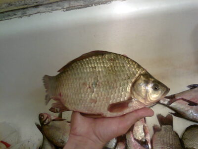 Prussian carp — Mastis