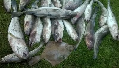 Atlantic cod, 1.2 kg — Baltic Sea