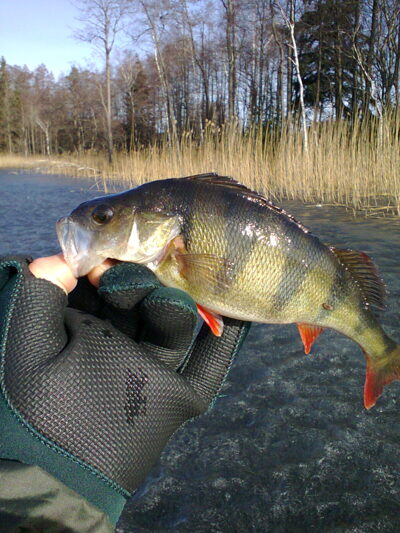 Eurasian perch — Germantas