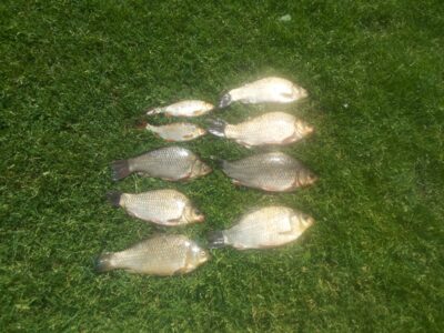 Crucian carp ×6
