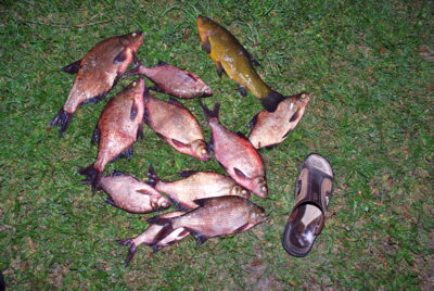 Carp bream ×10 — Imbradas