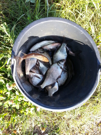 Silver Bream — Kupiškio