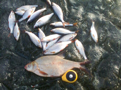 Carp bream — Mastis