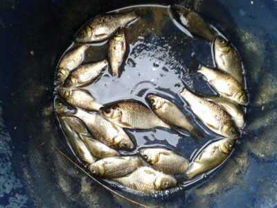 Crucian carp ×20