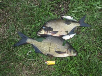 Carp bream ×5