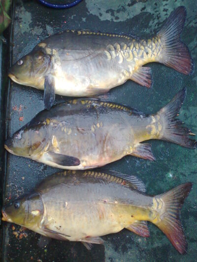 Carp, 1.7 kg — Ekrano gamyklos