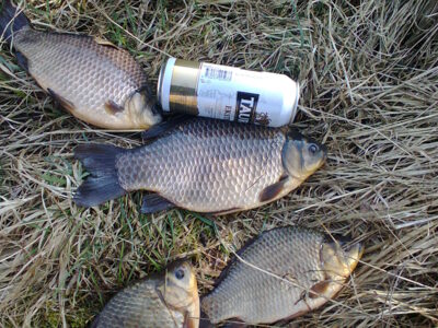 Prussian carp ×4