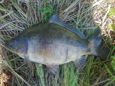 Carp, 2.2 kg — Ekrano gamyklos