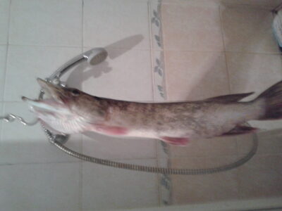 Northern Pike, 0.6 kg