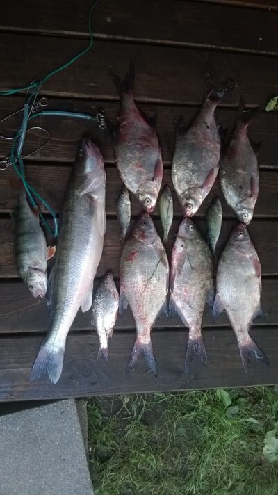Pike perch, 1.8 kg — Kuršių