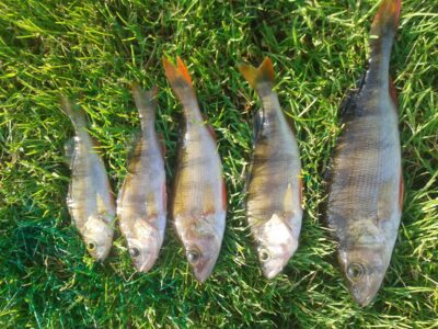 Eurasian perch ×5 — Bridupis