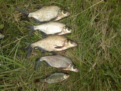 Carp bream ×4 — Tūbausių I-asis