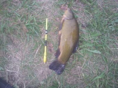 Tench, 1.1 kg — Reketijos