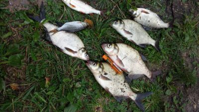 Carp bream ×5