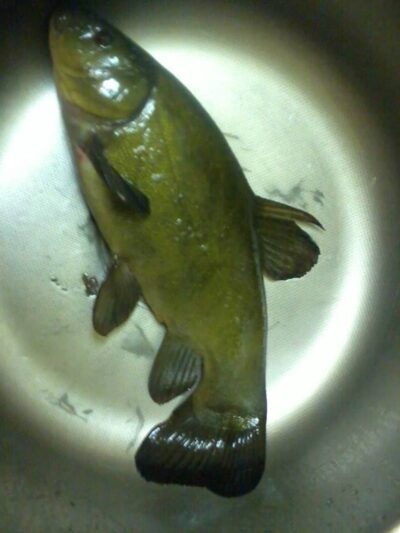 Tench, 1.0 kg — Dubysa