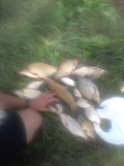 Carp bream ×20 — Širvintų