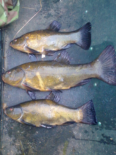 Tench ×3
