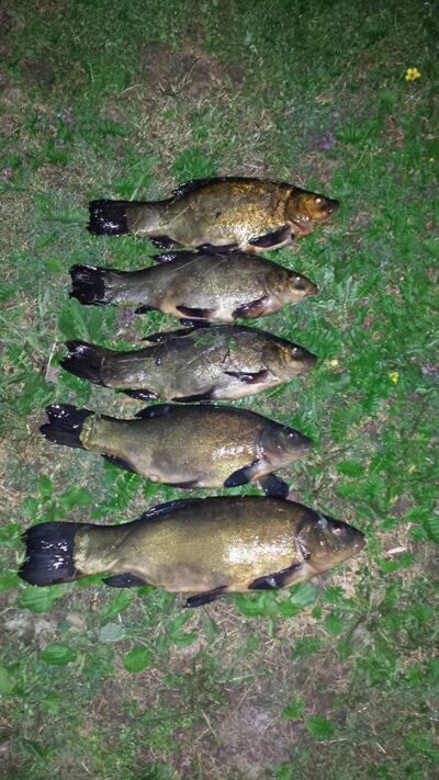 Tench