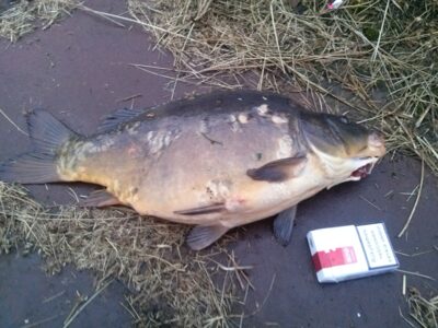 Carp, 3.0 kg — Nevėžis