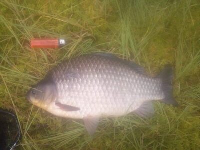 Crucian carp, 1.7 kg — Beržinis