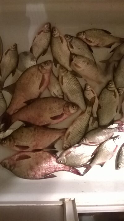 Carp bream, 6.3 kg — Kuršių