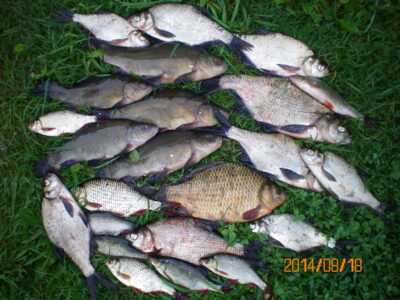 Tench