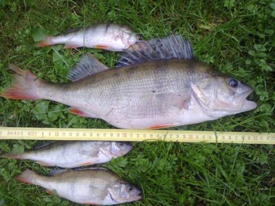 Eurasian perch, 1.0 kg — Kuršių