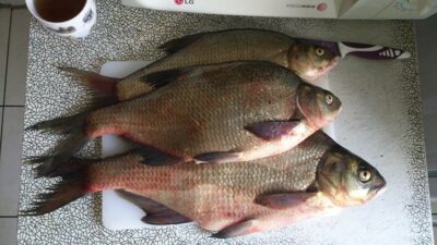 Carp bream ×3 — Spindžius