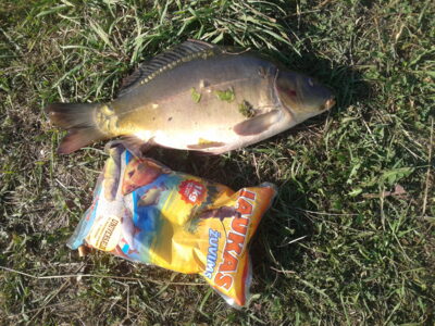 Carp, 2.5 kg — Ekrano gamyklos