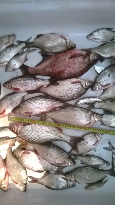 Roach, 0.4 kg